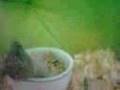 Peter's Free Fall (Siberian Hamster)
