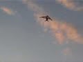 Rogallo