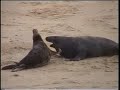 Grey Seal Action