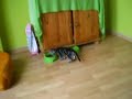 śmieszny słodki kotek :) (anusiak) by Melwusiek i Werciuś