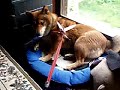 Click here to watch this video 柴犬もどきの華♪ 散歩行きたくない～^^;