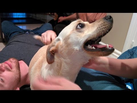 The Glass Vlog (New Glasses, New Family Member, and Service Dog)