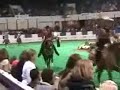 US Arabian Western Pleasure Open Final