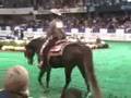 US Arabian Western Pleasure Open Final