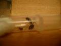 Klari vs Spider