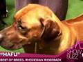 The People Behind The Dogs At Westminster (CBS News)