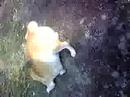 柴犬動画