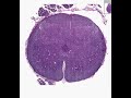 Shotgun Histology Spinal Cord