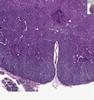 Shotgun Histology Spinal Cord