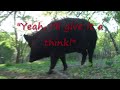 Porky, Wild Hog, He's No Tree Hugger