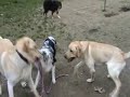 Labrador vs Pastori Australiani