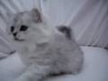 videos de www.tawallis.se