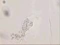 The-Ameba