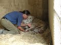 Royal White Tiger birth and Lion man in New Zealand 1 Royal White Tiger birth and Lion man in New Zealand 1