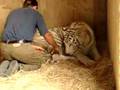 Royal White Tiger birth and Lion man in New Zealand 1