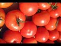 Ketchup Song