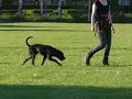 Click here to watch this video Tim en Melanie in de jonge honden cursus 2