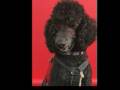 Poodles As Assistance Dogs