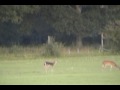 More Deer Than You Can Count