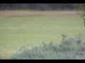 More Deer Than You Can Count
