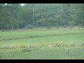 More Deer Than You Can Count