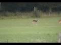 More Deer Than You Can Count