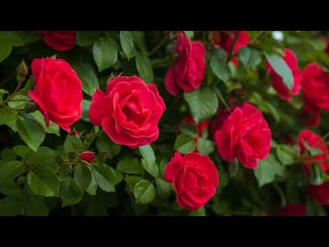 why Plants are necessary for Earth planet ?? |@DrTariqRajput #plants #biosphere #earth#roses