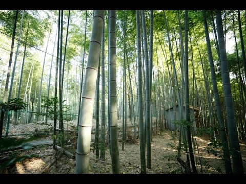 how to transplant oldhamii bamboo