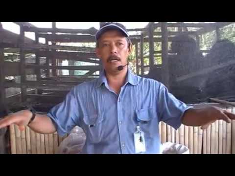 hydroponic cara memperbanyak tanaman pencangkokan cara pembuatan mol ...