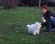 Bichón Boloñés video
