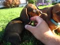 001 Best Yet neboshadow mini dachshunds few quiet moments 001 Best Yet neboshadow mini dachshunds few quiet moments