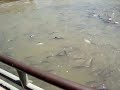 Fish in Chao Phraya River in Bangkok
