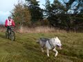Course sur terre de chiens de traîneau