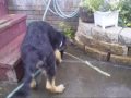 Cute Ryker Video
