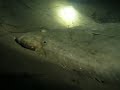 Halibut Halibut