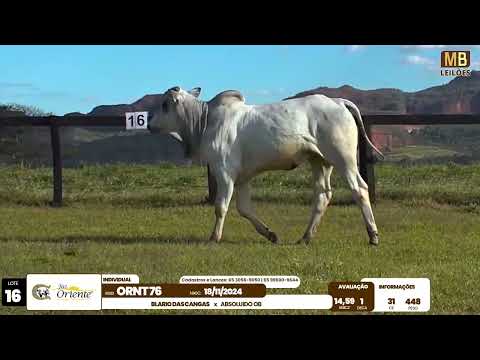 1� LEIL�O PRODU��O FAZENDA ORIENTE