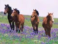 No Reins