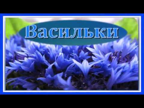 Песня про полю скачать