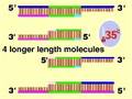 PCR - Palymerase Chain reaction