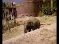 Dan Gregg Rips nath tuffty in a zoo in spain