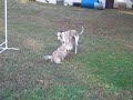 Abby & Millie Playing Chase