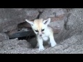 Fennec Fox Kits at the Palm Beach Zoo