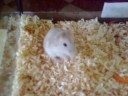 Asa-hamster-nebun-tu