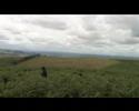 The Bracken Wakes