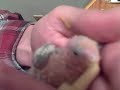 Our first baby Lovebird feeding Our first baby Lovebird feeding