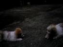 Dogs