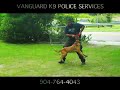 WORKING SECURITY MALINOIS IN FLORIDA