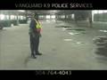 WORKING SECURITY MALINOIS IN FLORIDA