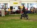 Interdog Bohemia 30.08.2008 ACD middle class