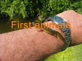 Garden Pond / Biotop Swimming-Teich / Natural Pool